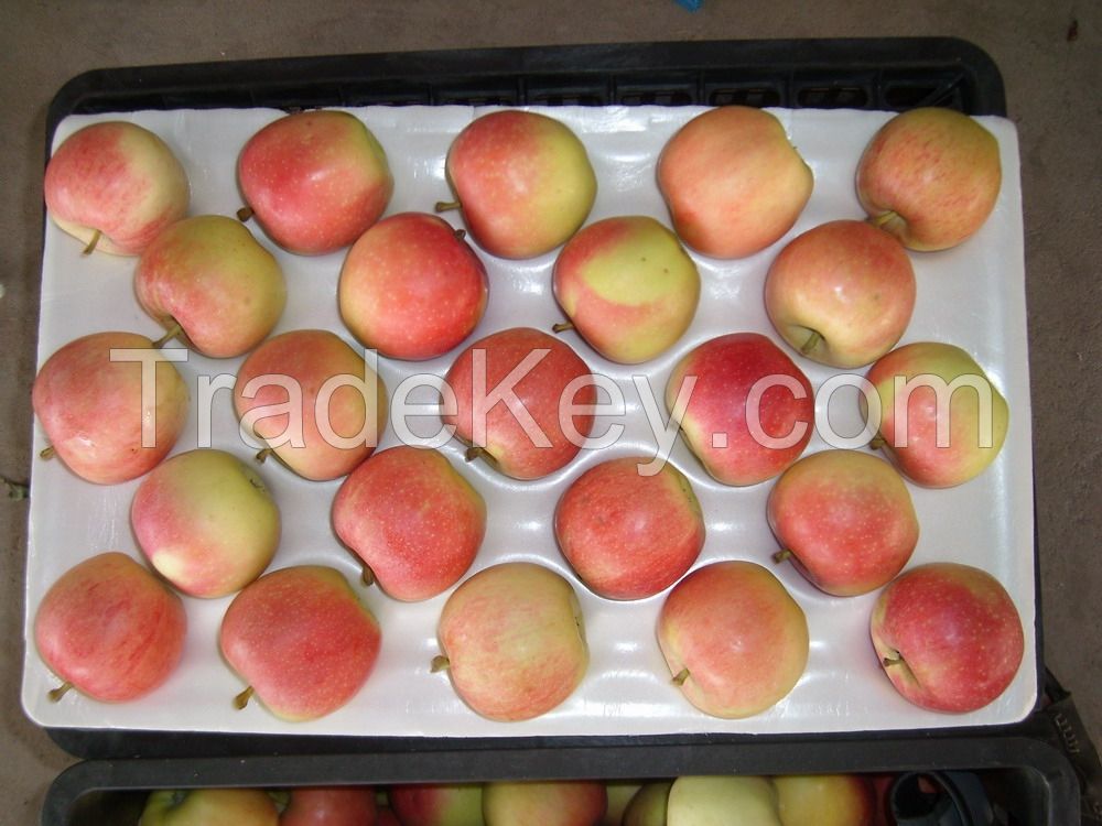 fresh royal fruit gala-apple