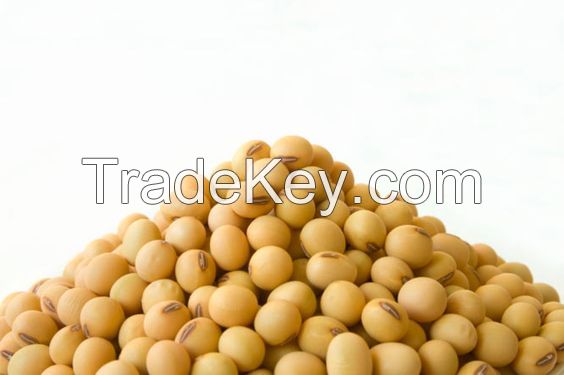 premium quality soya beans