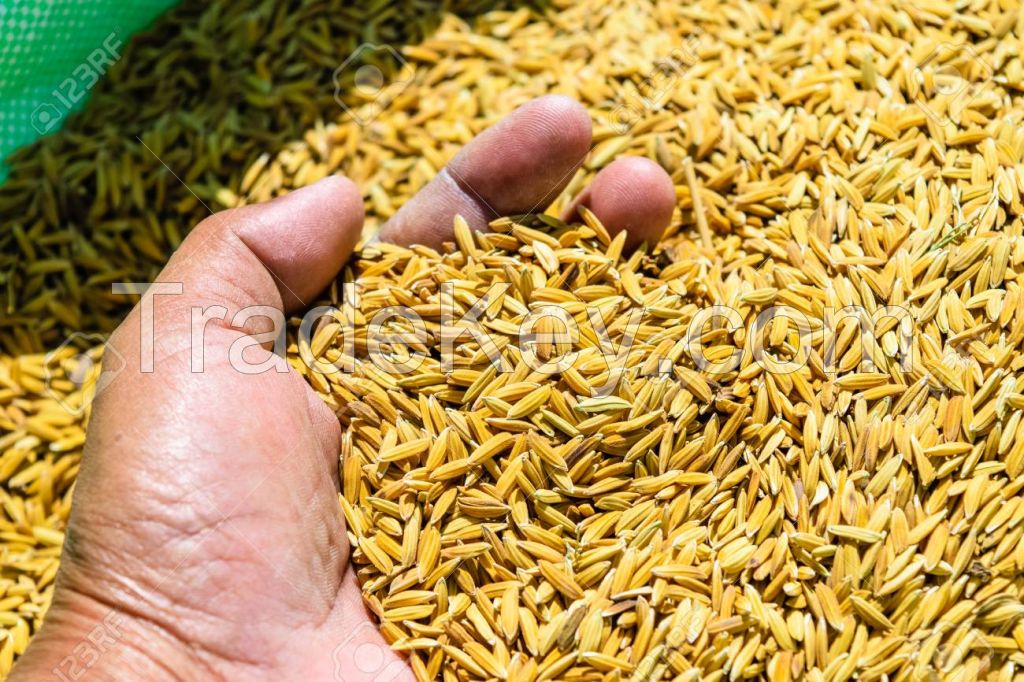 rice seeds