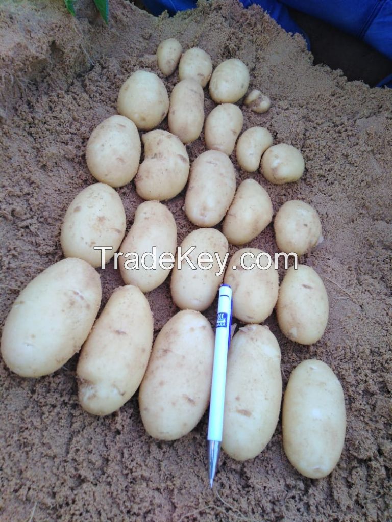 Potatoes