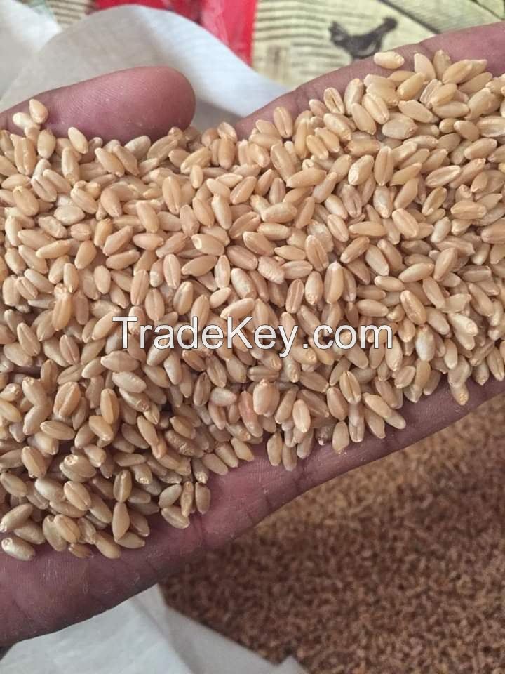 Wheat Grain in bulk / hight quality wheat, whole nutrition grain