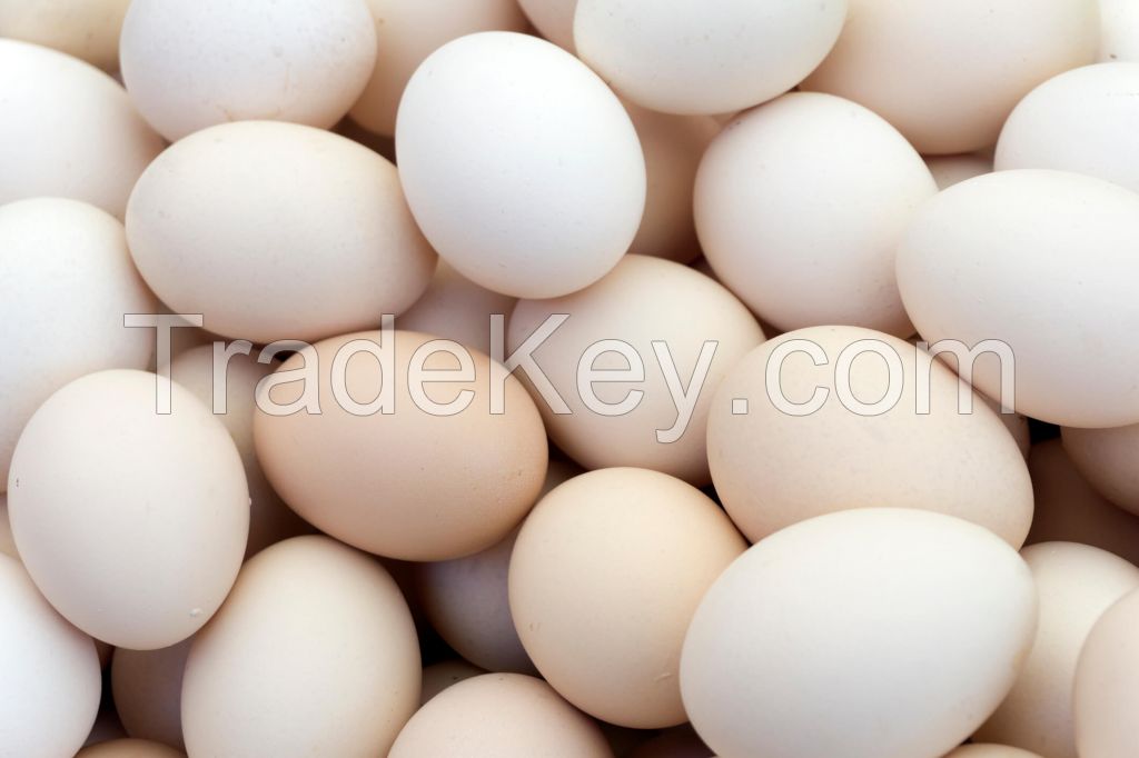 WHITE EGGS FOR SALE