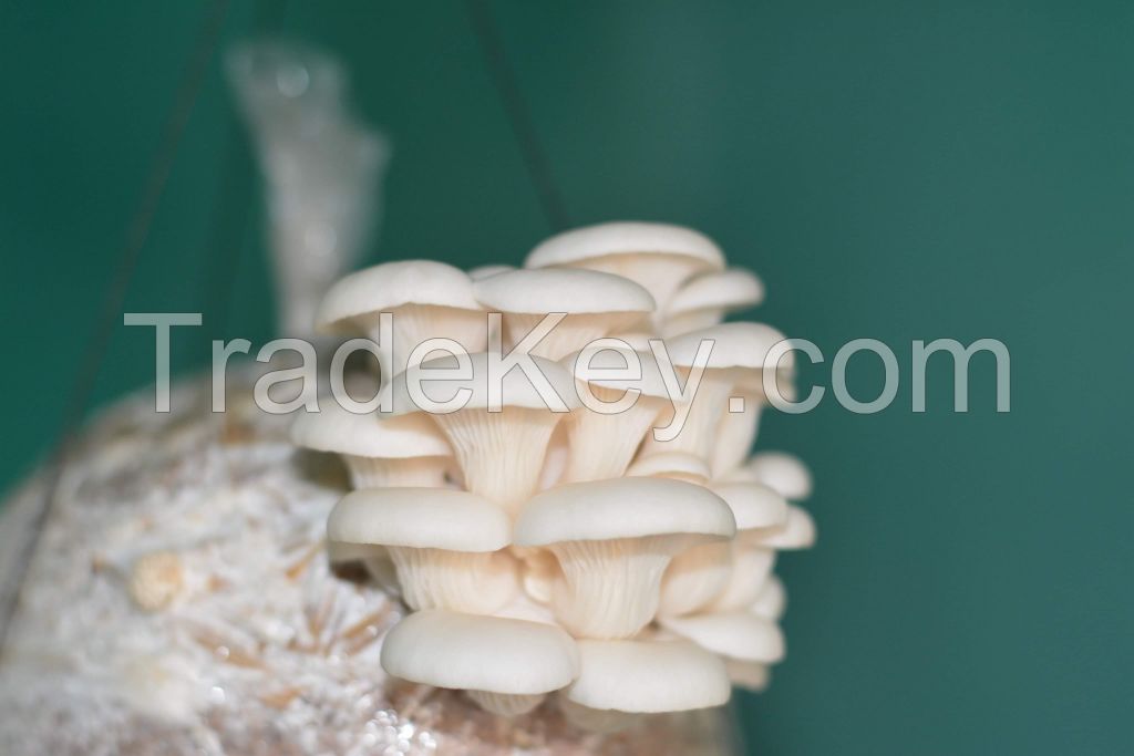 Oyster Mushroom