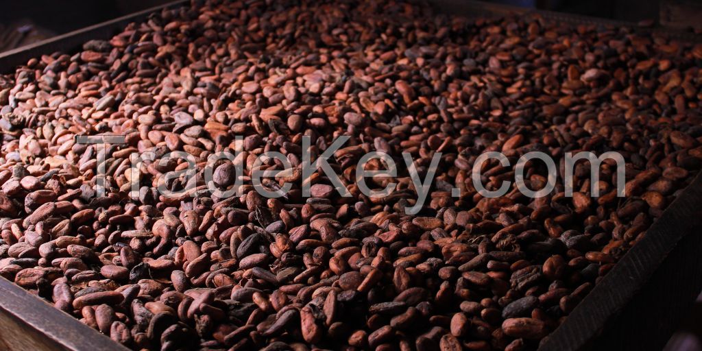 High Quality Cocoa Beans