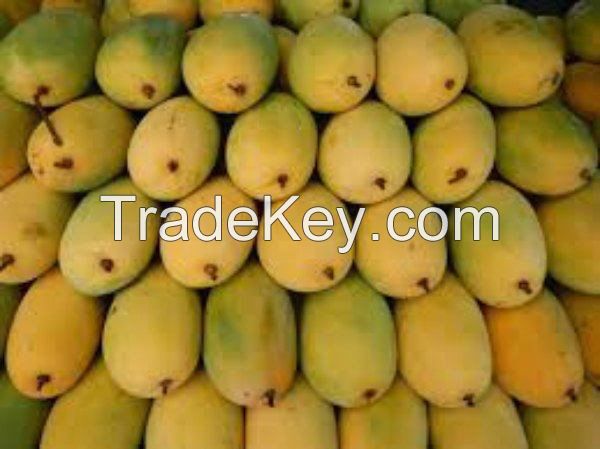 North India Mango
