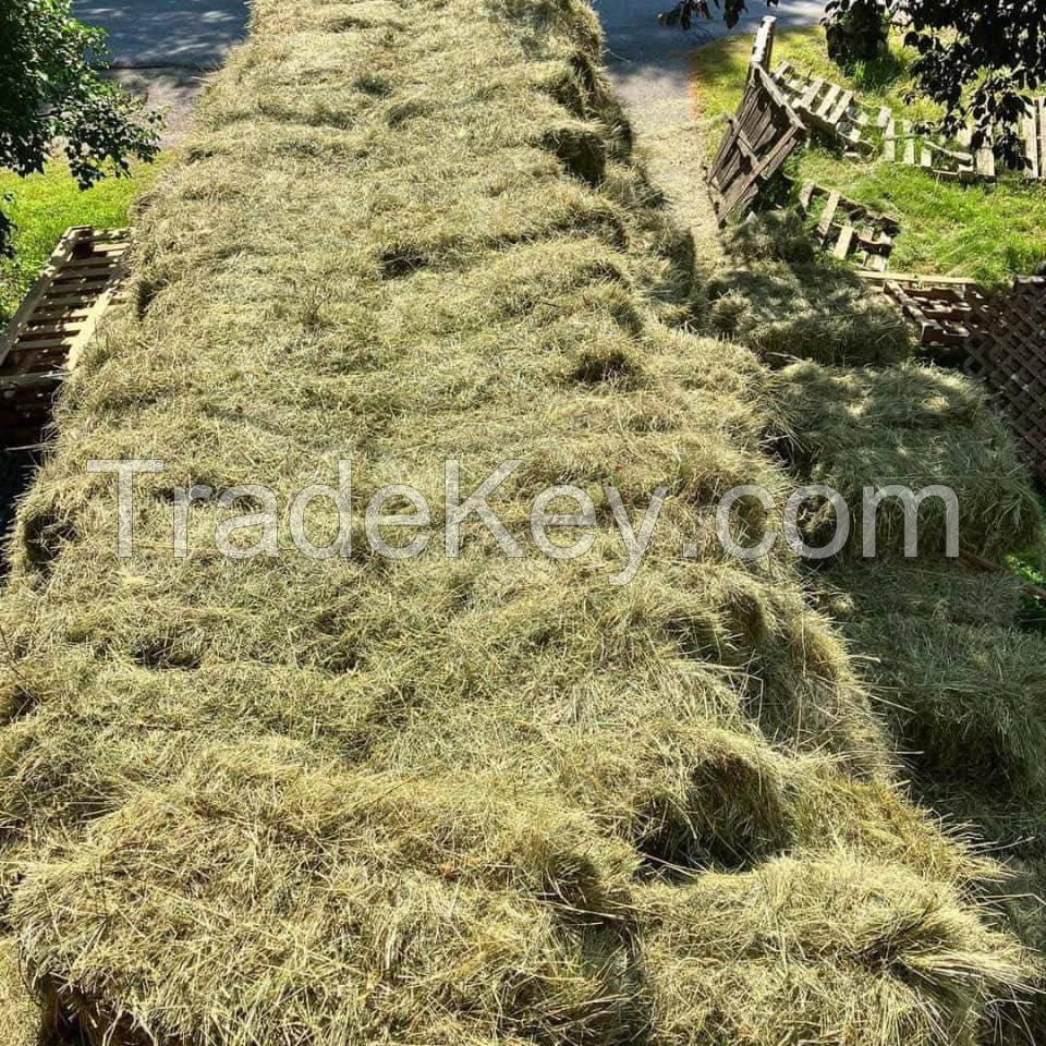 Timothy hay bale