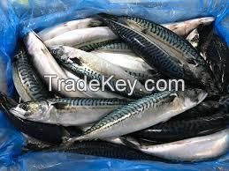 Fresh and Salt-Preserved Spanish Mackerel Whole Frozen Pacific Mackerel 