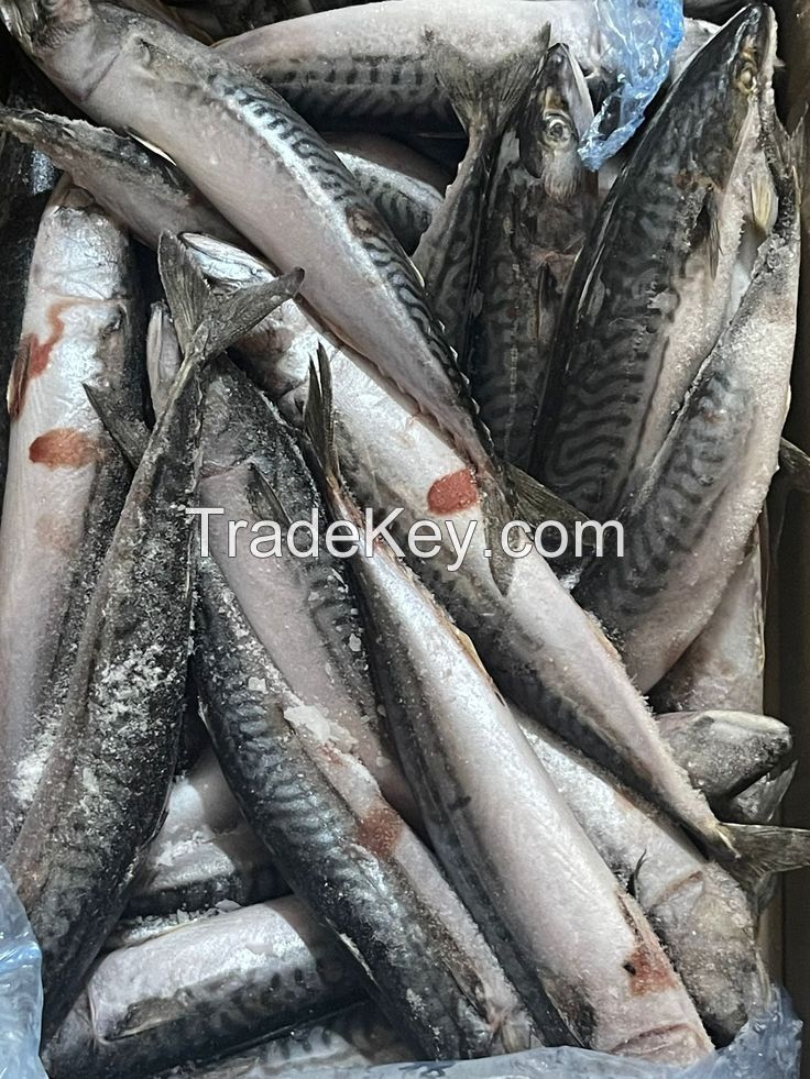 Fresh and Salt-Preserved Spanish Mackerel Whole Frozen Pacific Mackerel 