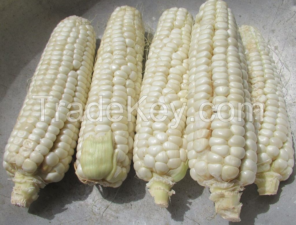 white sweet corn, Silver Queen, heirloom white corn, non-GMO white corn, white corn for tacos, white corn tortillas, white hominy, white corn seeds, white corn kernels. 