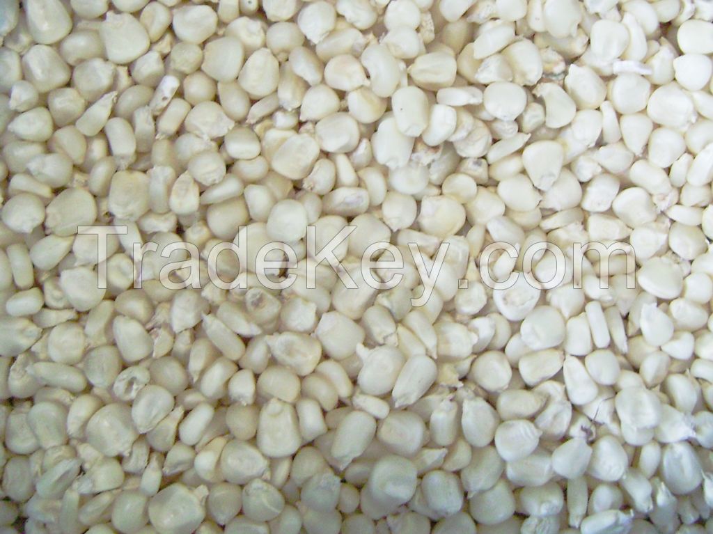 white sweet corn, Silver Queen, heirloom white corn, non-GMO white corn, white corn for tacos, white corn tortillas, white hominy, white corn seeds, white corn kernels. 