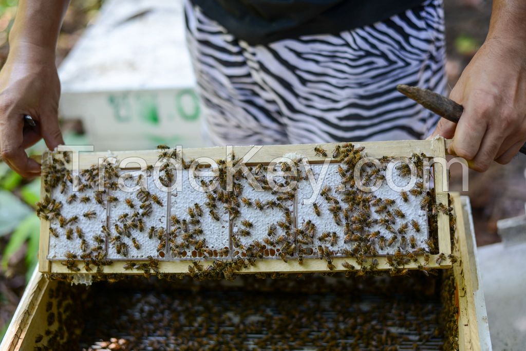 Longan Flower Honey 100% Pure Pesticides NO Herbicides NO Chemicals  or Pollutants