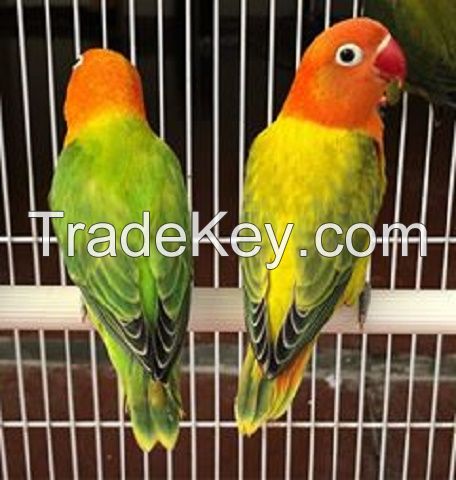 Lady Gouldian Finches Birds