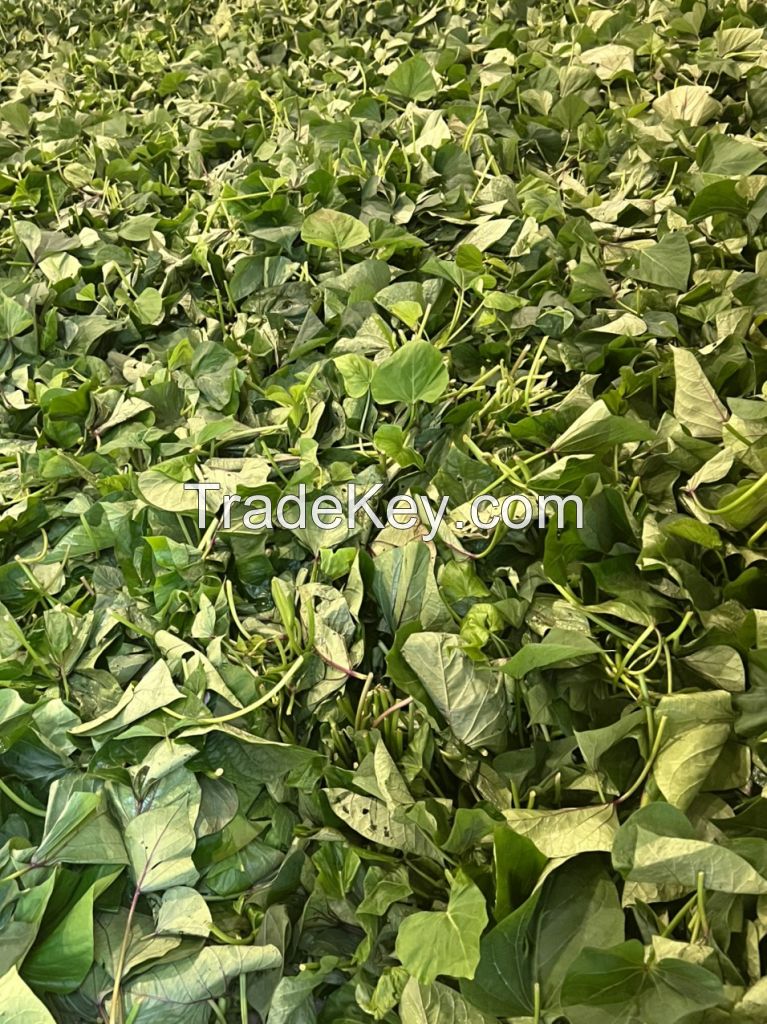 Frozen Sweet Potato Leaves