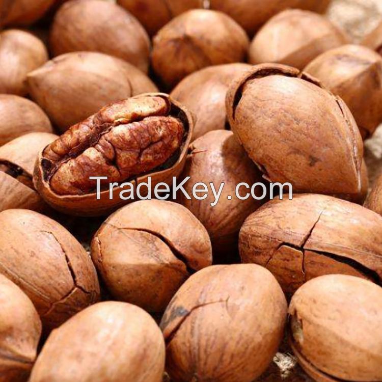 Agricultural Farm price Pecan nuts ready available/ Raw pecan/ shifted pecan nut