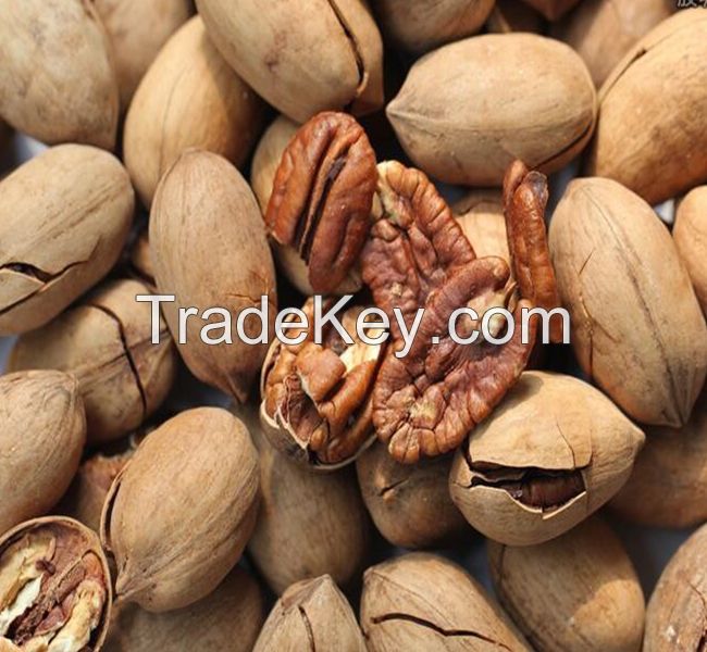 Organic Cultivation Type and Raw Dried Style Pecan nuts High Quality Fresh Peeled From Austria Pecan nuts Pecana