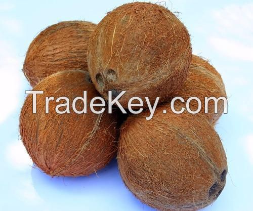 Fresh Mature Coconut for Wholesale / Semi husked mature coconut from Vietnam / Quick Response