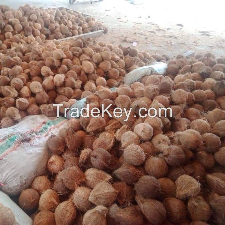 Best Quality Indian Semi Husked Coconuts