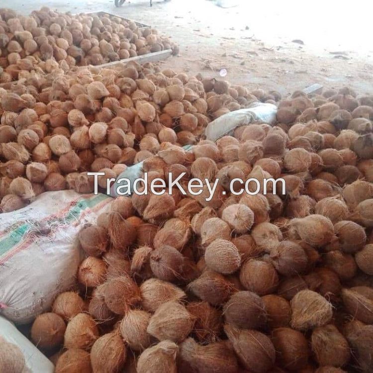 Fresh Dehusked Coconuts for Sale Cheap Price Coconut Dehusking Supplier in Malaysia