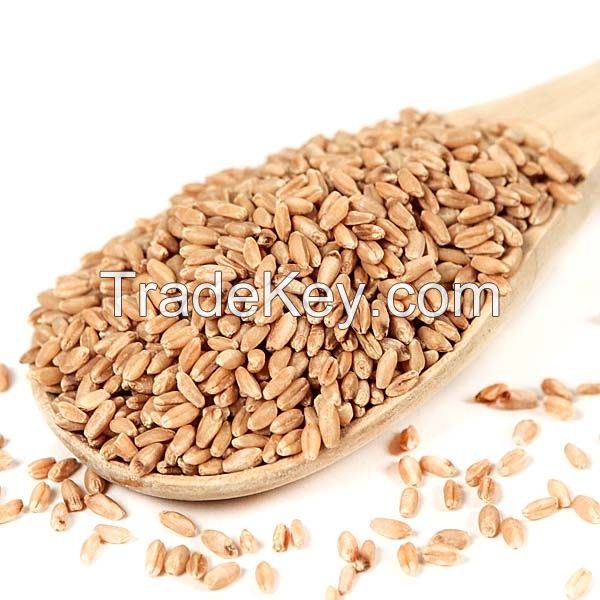 High Quality Natural Whole Top Grade Wheat