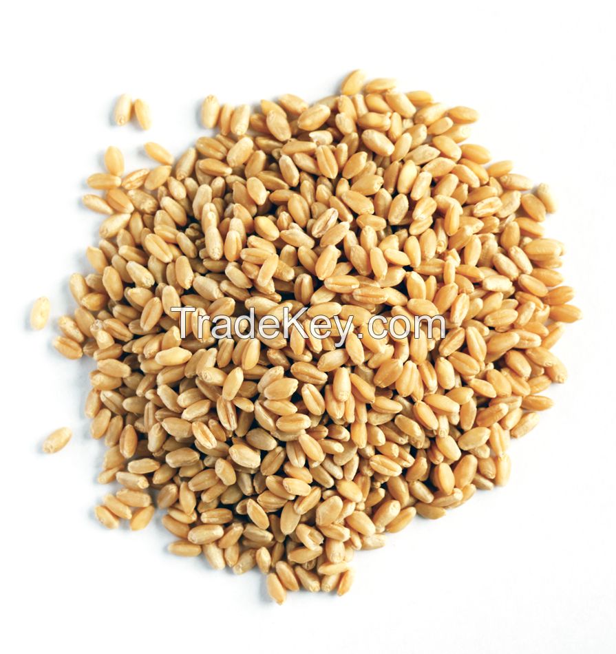 High quality wheat grain in bulk, bulk wheat