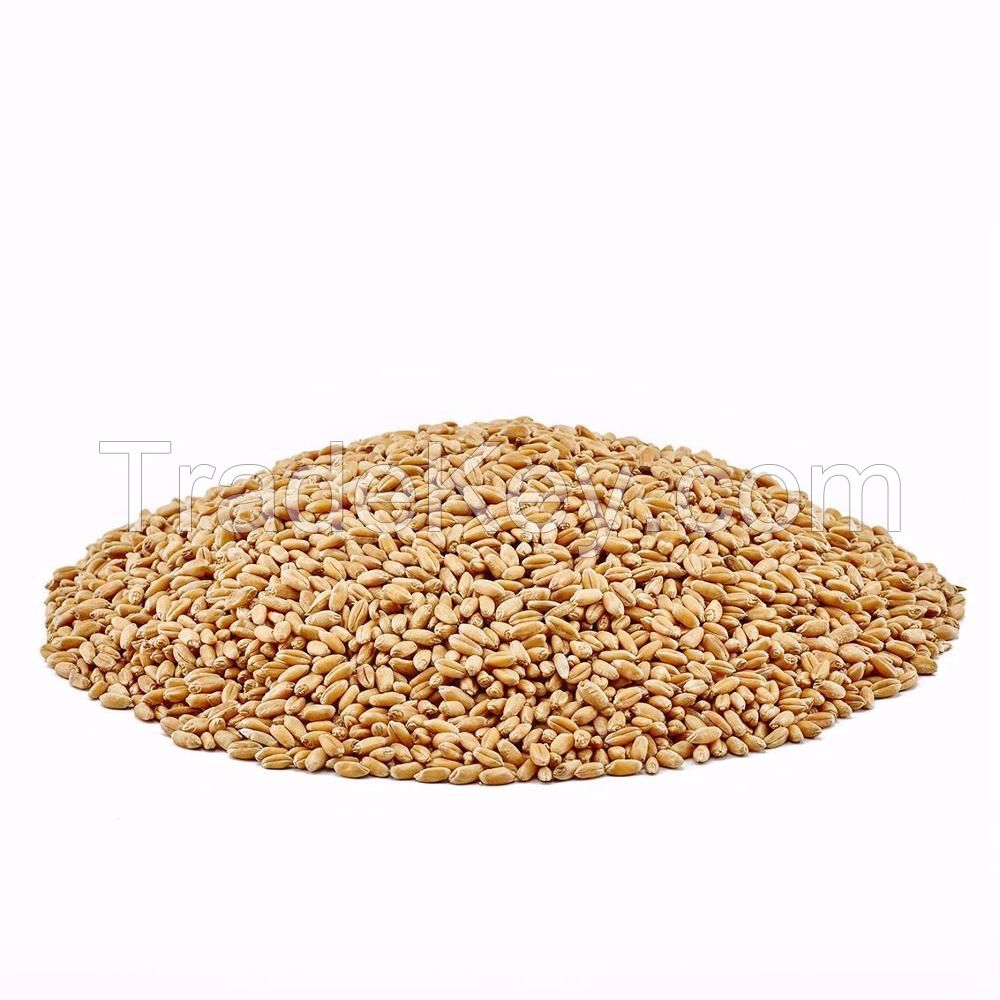 High Quality Natural Whole Top Grade Wheat