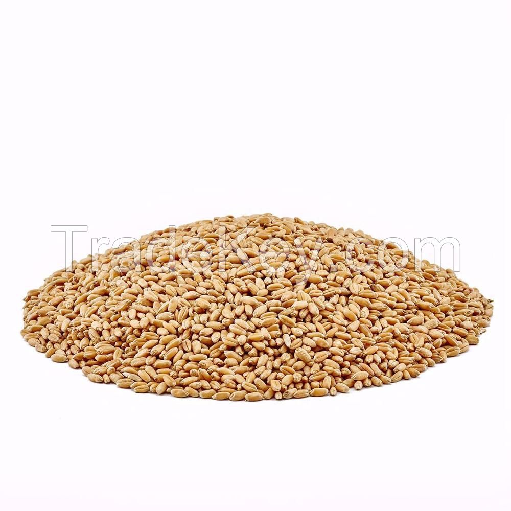 High quality wheat grain in bulk, bulk wheat