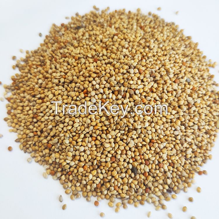 Quality yellow millet high nutrition value, millet