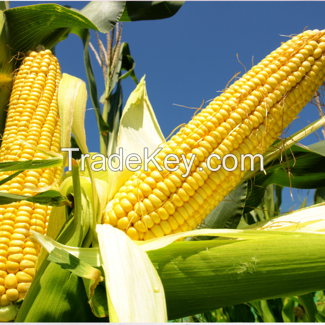 Top Quality Dried Yellow Corn For Animal Feed