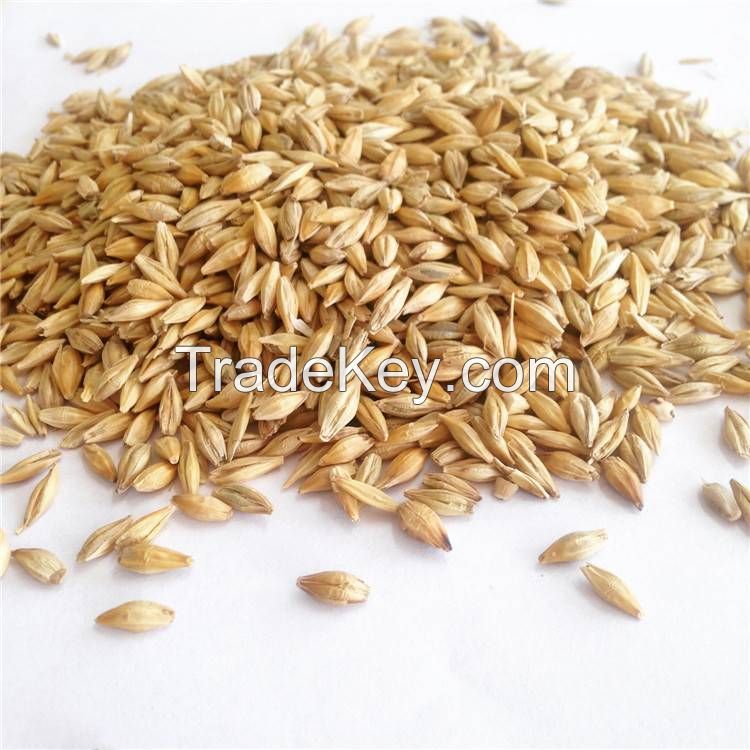 Wholesale bulk barley grain agricultural crop