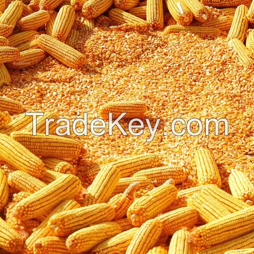 Top Quality Dried Yellow Corn For Animal Feed