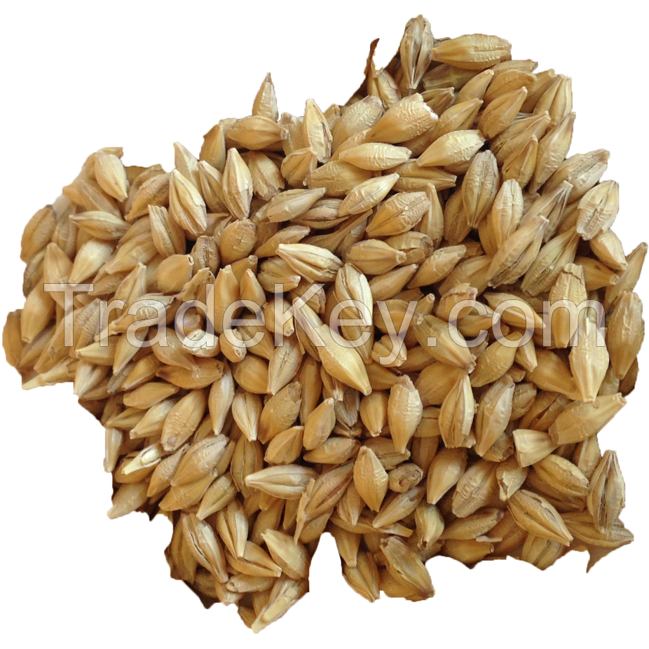 Best Supplier Of Pearl Barley Best Quality For Animal Feed