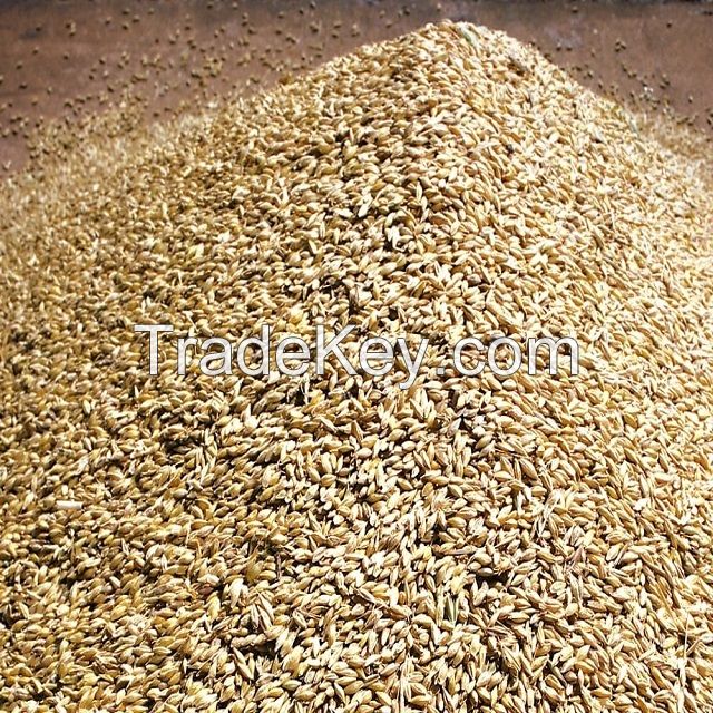 Wholesale bulk barley grain agricultural crop