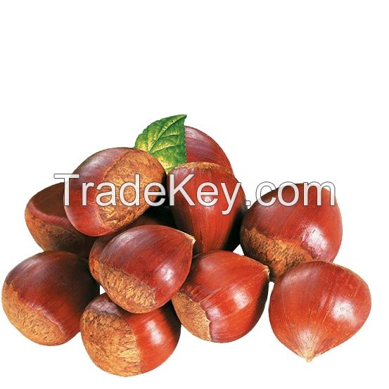 China Hot Selling Chest nuts with Top quality