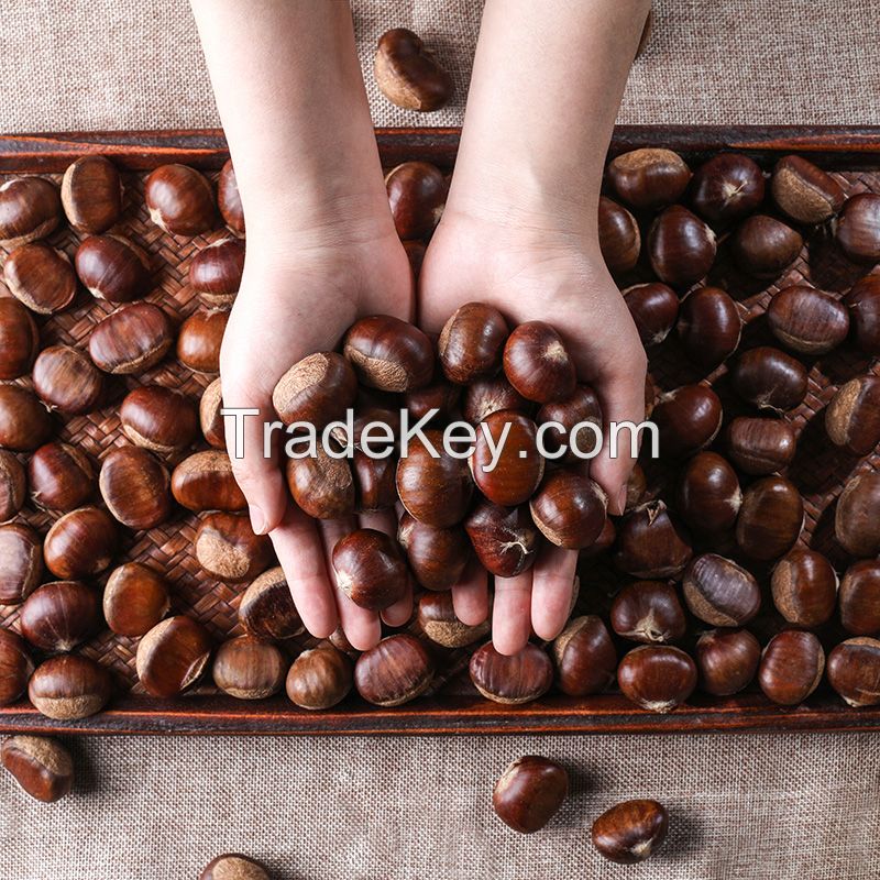 2020 New Crop Bulk Natural Fresh Chinese Yanshan Raw Chestnut Nuts