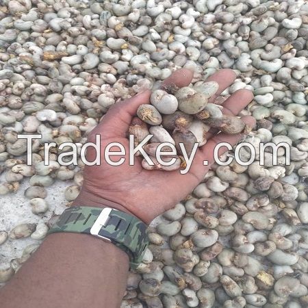 Wholesale High Quality Raw Cashew Nuts All Size Raw Cashew Nuts