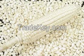 white maize corn