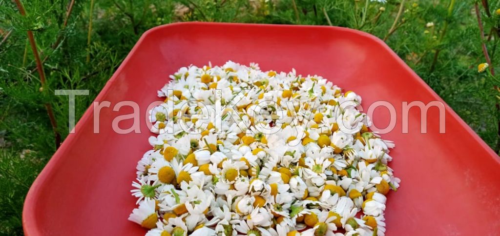 Certified Organic German Chamomile