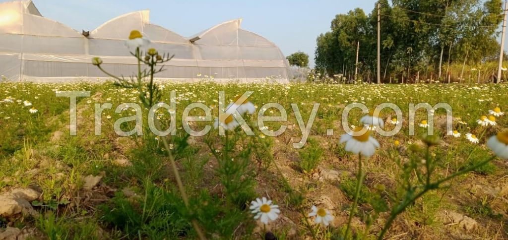 Certified Organic German Chamomile