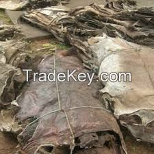 donkey and cow hides