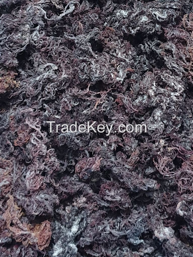 St. Lucian Purple Sea moss