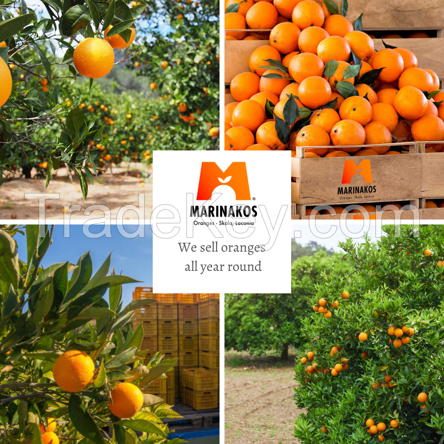 Valencia Oranges Fresh  from Greece Exwork