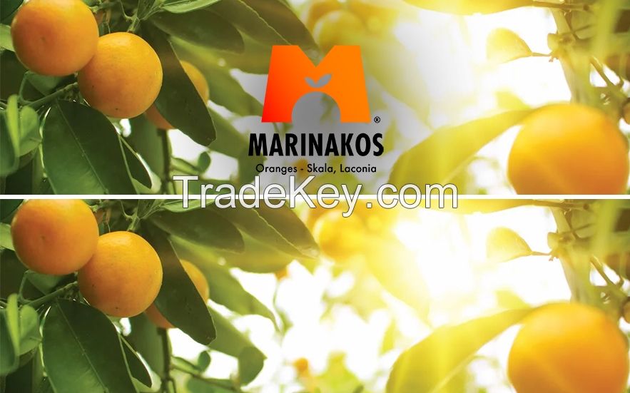 Valencia Oranges Fresh  from Greece Exwork