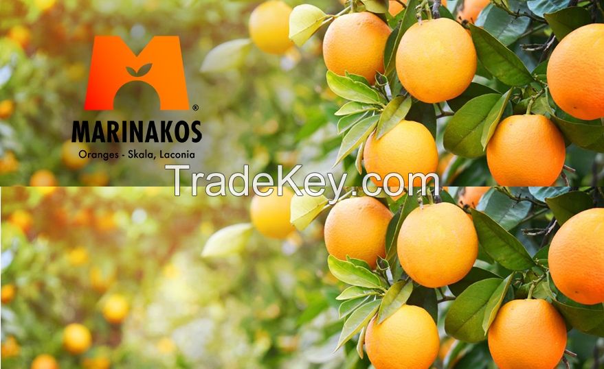 We Sell Valencia Oranges from Greece Valencia Oranges