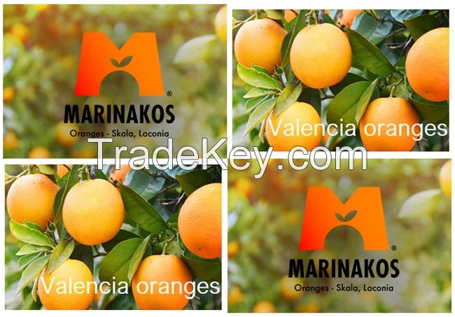 Valencia Oranges for SELL from Skala Greece