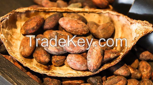 COCOA BEANS (CACAO BEAN)