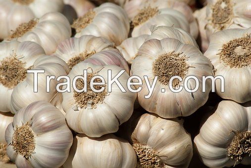 GARLIC (ALLIUM SATIVUM)