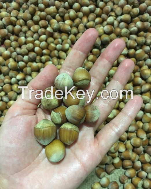 Turkish Shelled Hazelnuts