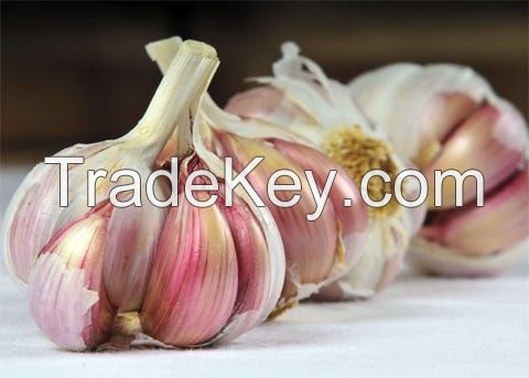 Purple Spring Garlic