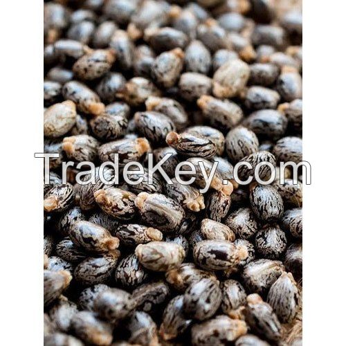 Castor Seeds