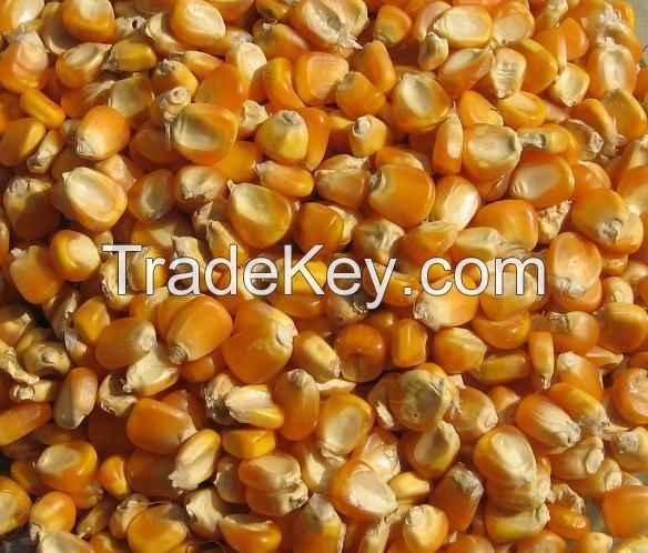 Yellow and White Maize/Corn Supply